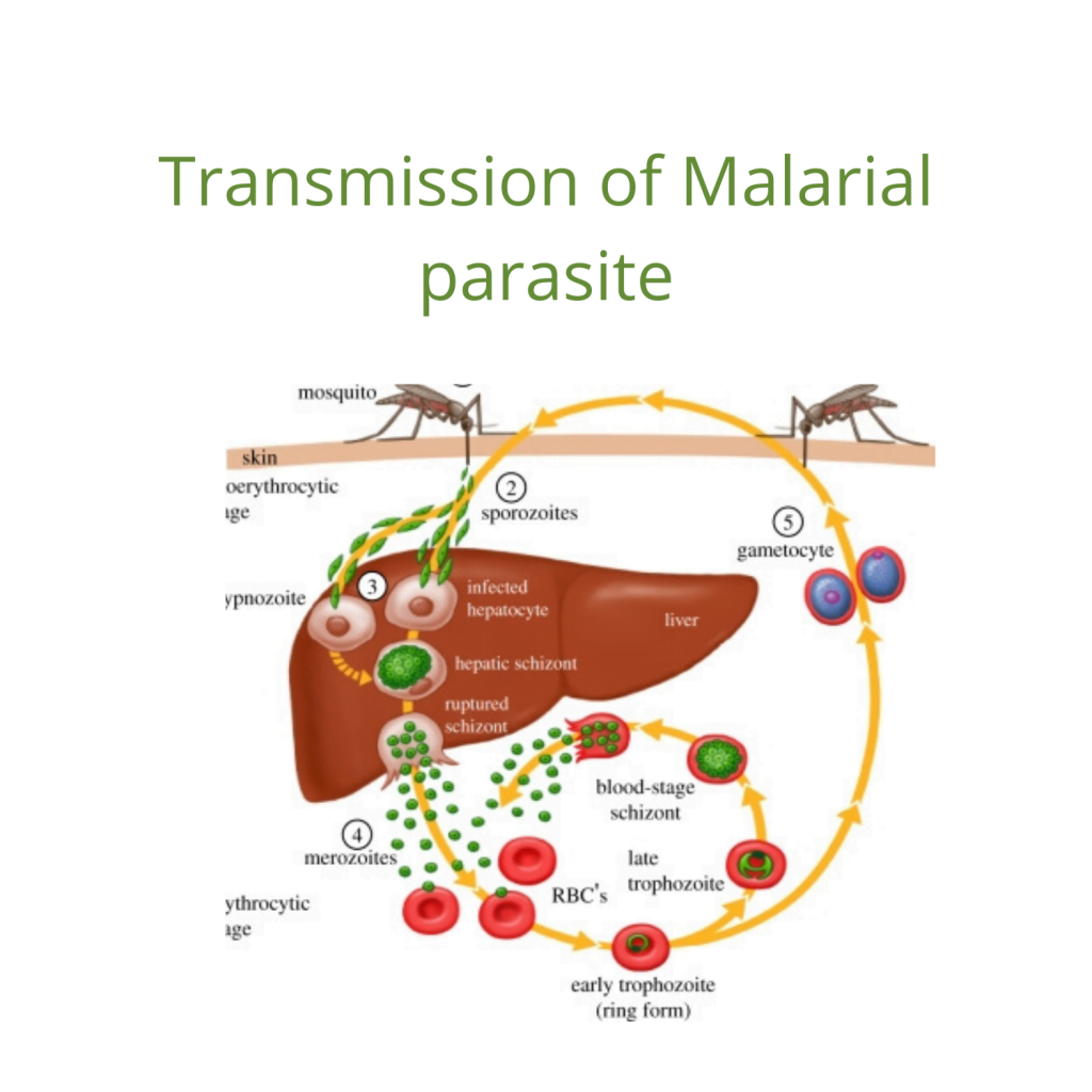 MALARIA FEVER-SIGNS,SYMPTOMS,COMPLICATION & TREATMENT