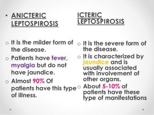 Types of leptospirosis 