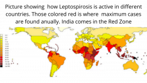 World map showing distribution of Leptospirosis