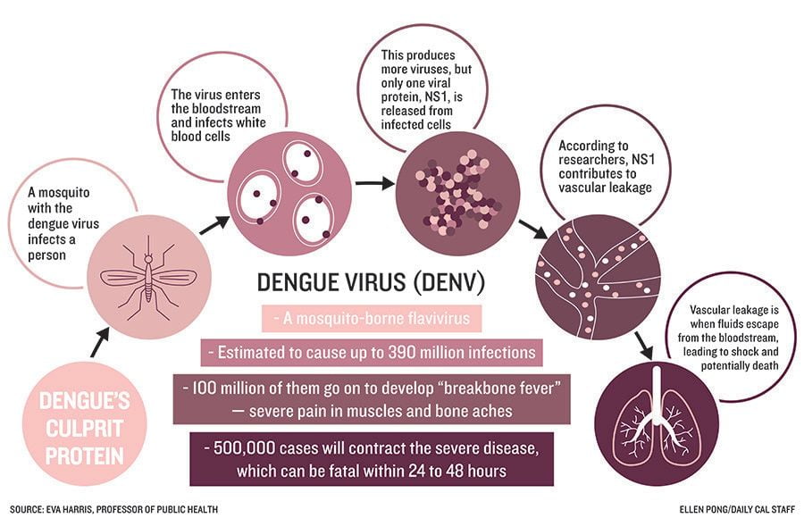 Transmission and life cycle of Dengue Fever Virus