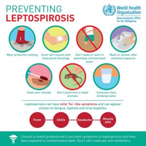 Preventing leptospirosis