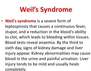 Complications of leptospirosis- Wells syndrome 
