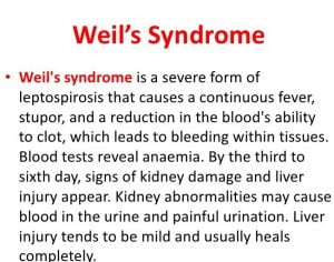 Complications of leptospirosis- wells syndrome