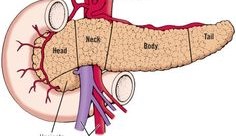 Pancreas and its parts 