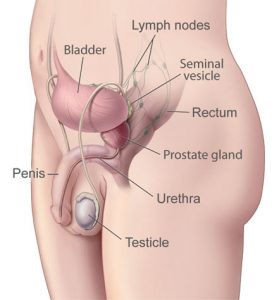 A detailed picture showing Prostate Gland and its relation to Male Urinary System