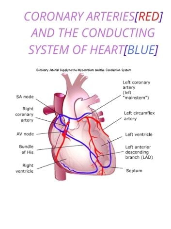 Coronary arteies that are affected in a heart attack