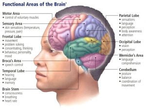 Parts of the brain with their function