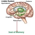 Parts of the brain that store memory and prevent Dementia 