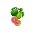 Guava fruit with pink pulp
