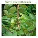 Guava tree with fruits