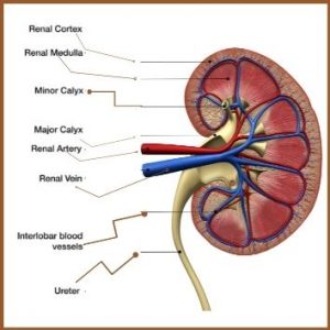 Picture showing kidney and its various parts that can get affected in Kidney disease
