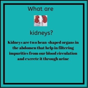 Infographic to show and know what are kidneys 