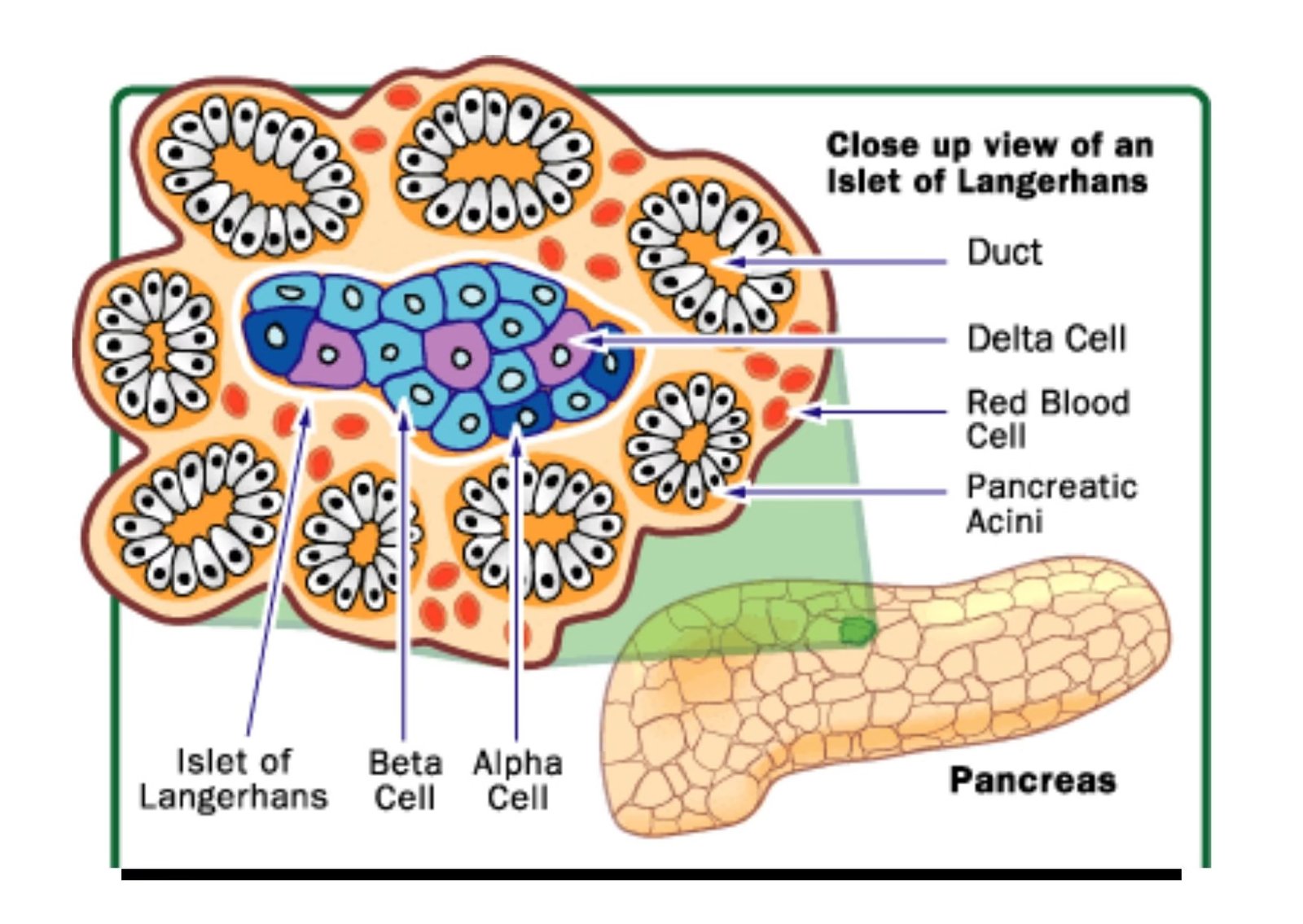 5 Different Hormones That Regulate Blood Sugar | Dr. K. P. V. Rao's ...