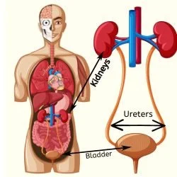 Kidneys with urinary system