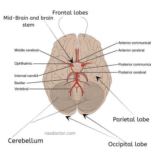 Blood supply to different parts of brain that can get affected in a stroke