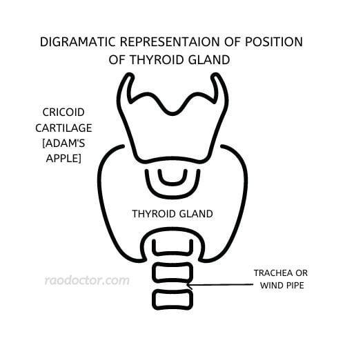Diagramatic representation of the thyroid gland