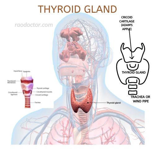 Thyroid Gland and it's position in the neck