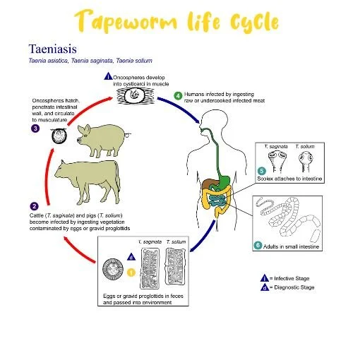 How To Know Which Type of Worms Inhabit Your Bowels- 5 Ways to Treat Them 8 Tape worm life cycle