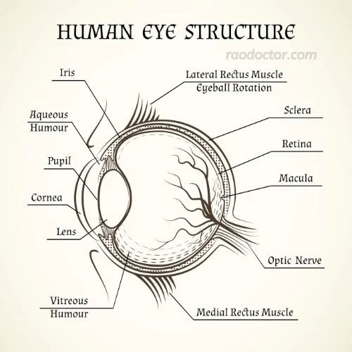 Different parts of eyes shown in cross section of an eyeball