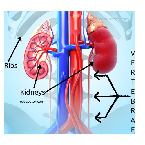 Your kidneys position in the abdomen