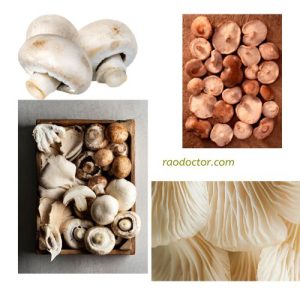 Various edible mushrooms with good protein content