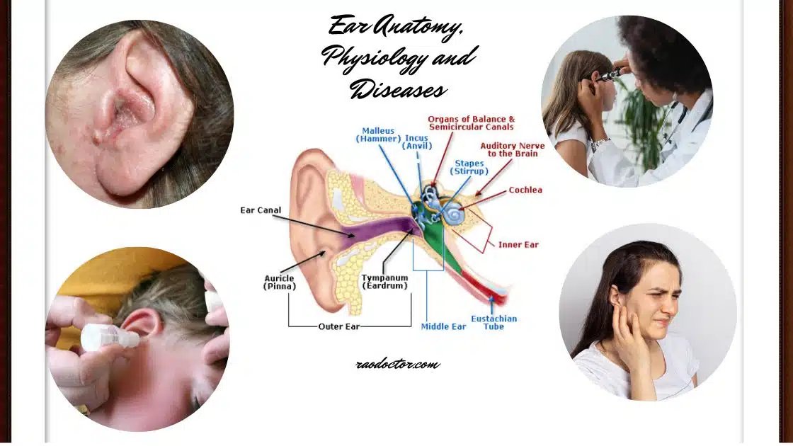 Ear anatomy, physiology and diseses