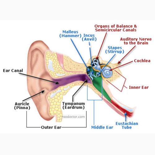Picture showing detailed  anatomy of the ear