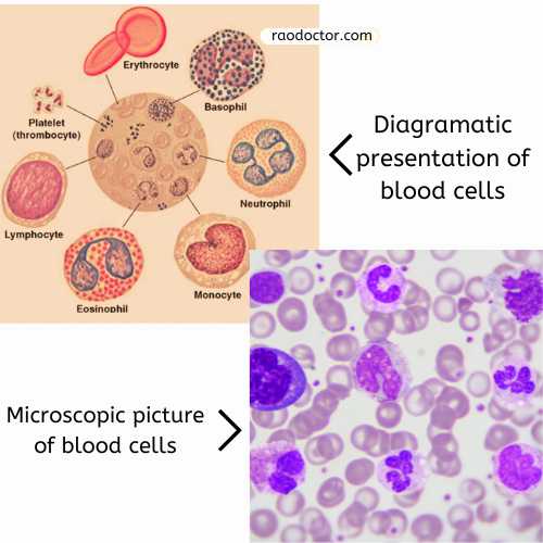 Blood cells in hematology