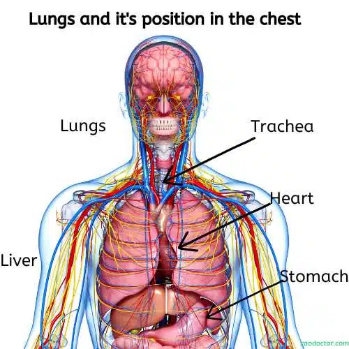 Lungs and surrounding structures