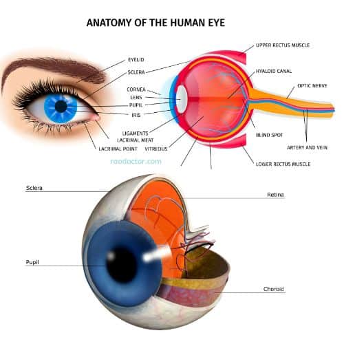 Anatomy of eye to study retinal detachment.
