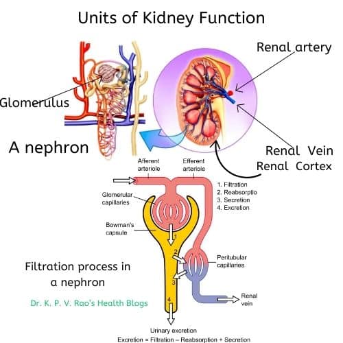 An image showing kidney with its nephrons that are affected in diabetic nephropathy