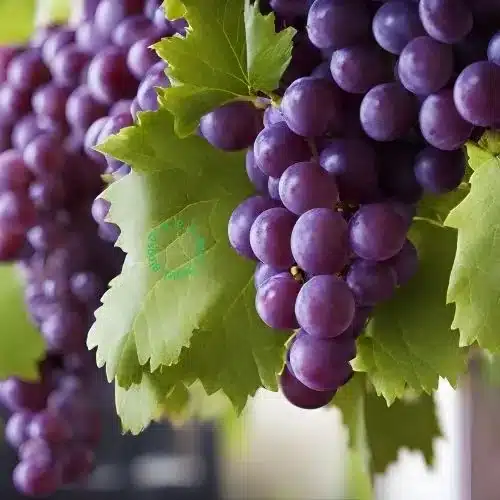 Purple Colored grapes