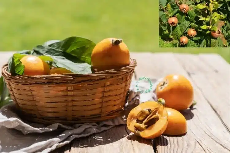 Medlar fruit