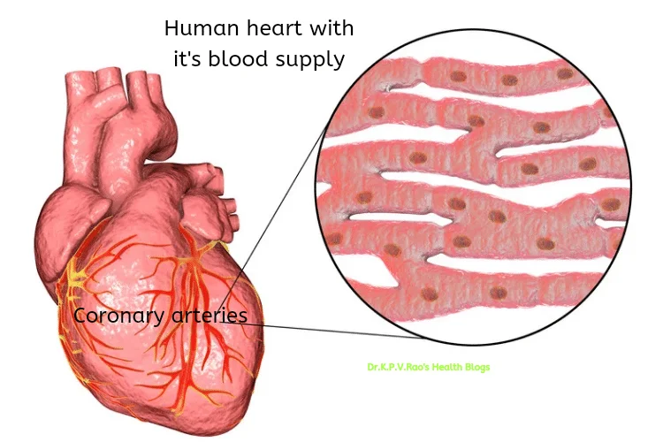 A human heart with it's blood supply in heart health